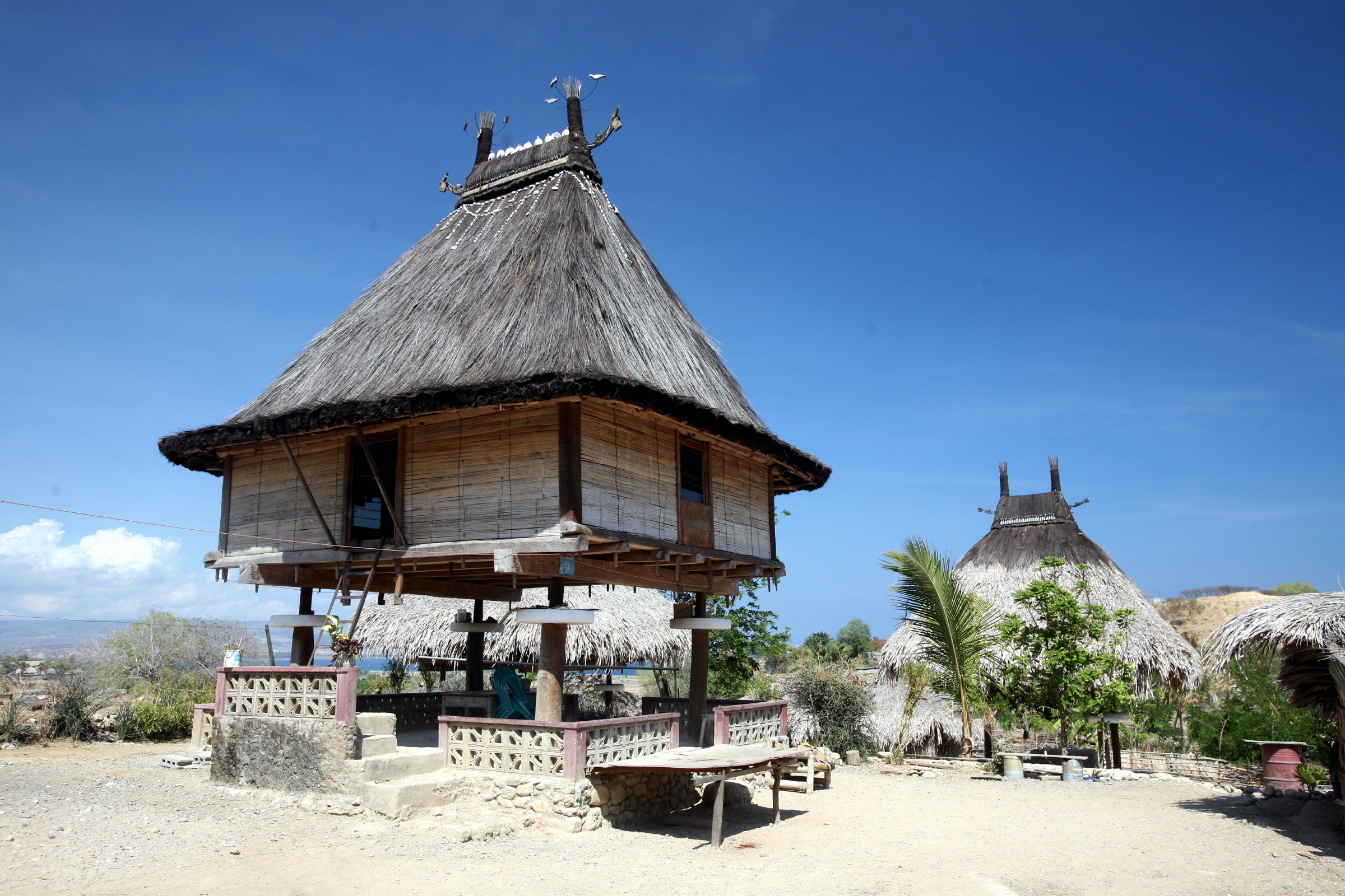 dili 03.webp
